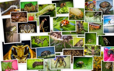 Fototapeta na wymiar Insect Arachnid Collage