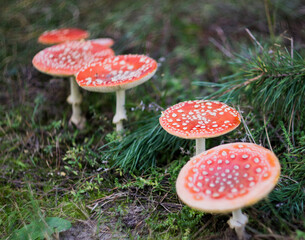 Close-up of a poisonous amanita mushroom in nature. Selective focus. Blurred background.