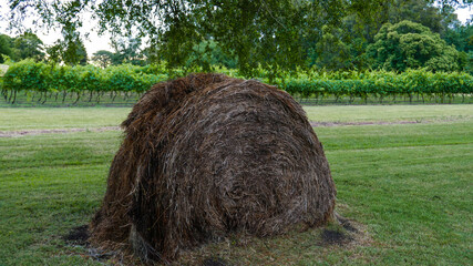 fardo de heno para alimentar al ganado © Martin