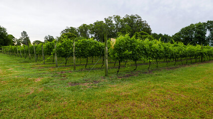 Fototapeta na wymiar viñedos, plantación de vid para elaborar vino