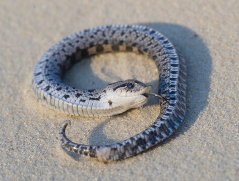 Female young Wild southern hognose snake (heterodon simus) coming alive after playing dead on central Florida sugar sand