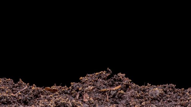 Time Lapse of growing green cucumbers plant. Close up shoot timelapse seed growing. Vegetable sprouting from the ground.