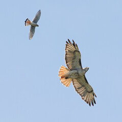 American kestrel chasing red tailed hawk with blue sky background