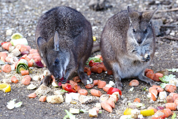 Parmakänguru im Zoo Salzburg, Österreich, Europa - Parmakangaroo Macropus Parma in Salzburg Zoo, Austria, Europe © Spitzi-Foto