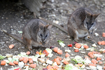 Parmakänguru im Zoo Salzburg, Österreich, Europa - Parmakangaroo Macropus Parma in Salzburg Zoo, Austria, Europe © Spitzi-Foto