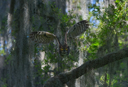 Great horned owl (Bubo virginianus) flying towards camera with wings up, yellow eyes staring, serious look, from oak tree with Spanish moss
