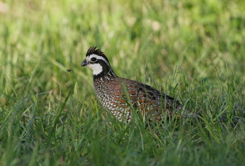 male northern bobwhite quail in grass with a love bug flying in front of its face