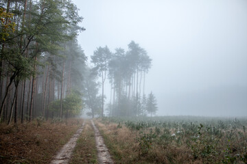 Fog in the forest in the morning 