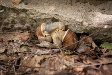 Two snails making love