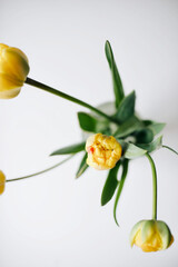 yellow, red and purple tulips in a vase against the white background