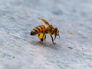 close up of a bee with pollen on the paw