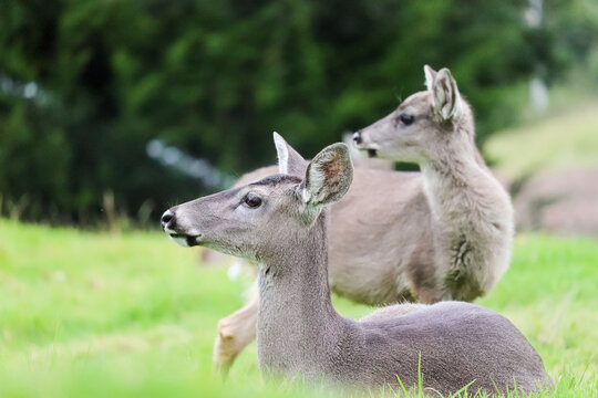 Withe deer tail in the grass with it baby deer