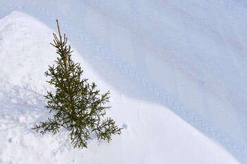 spruce in a snowdrift in winter sunny day