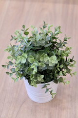 Green natural Houseplant in pot. Office decoration. Small depth of field