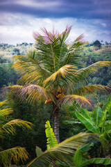 Fototapeta na wymiar Balu palm tree
