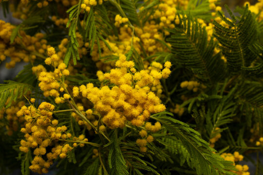 Yellow Acacia Flowers