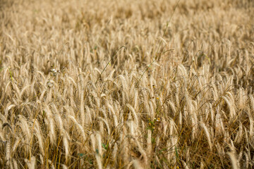 Ripe ears of wheat