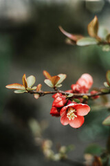 Bunch of red flowers in garden.