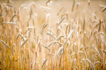 Ripe ears of wheat