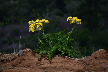 Flor