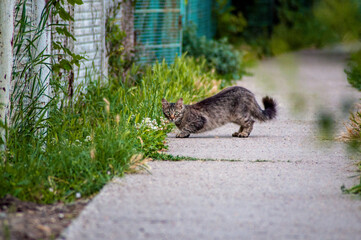 Fototapeta premium domestic cat on a street walk