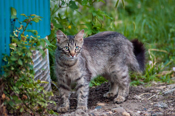 Naklejka na ściany i meble domestic cat on a street walk