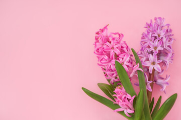Naklejka na ściany i meble Beautiful hyacinths on a pink background. Pattern, texture, background