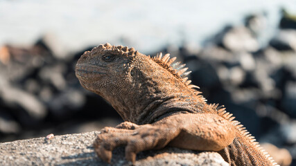 Iguana Marina