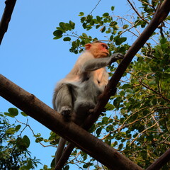 南インドの母ザル