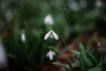 The flower of the snowdrop (Galanthus nivalis). White snowdrop close-up on blurry background with beautiful bokeh. In the garden snowdrops are in bloom in the spring.