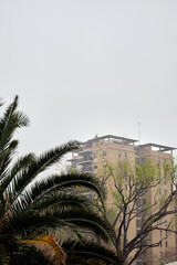 View of a palm tree in the foreground and a tower of flats in the background on a cloudy day