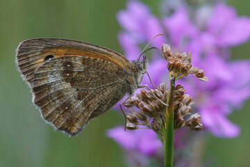 Obraz premium Closeup on a gatekeeper or hedge brown , Pyronia tithonus with closed wings around a purple flower