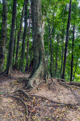 Jungle forest. Exotic tropical green plants