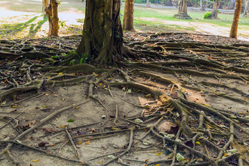 Jungle forest. Exotic tropical green plants