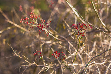 USA, Massachusetts, Cape Ann, Gloucester. Holly berries.
