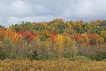 autumn in the forest