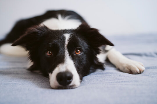 Border Collie resting while lying on bed at home