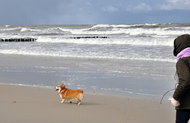 Spring landscape of the Baltic Sea in early March 2021. The owner walks with a Welsh Corgi dog on the beach.