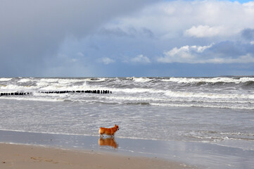 Spring landscape of the Baltic Sea in early March 2021. The owner walks with a Welsh Corgi dog on the beach.