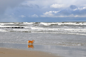 Spring landscape of the Baltic Sea in early March 2021. The owner walks with a Welsh Corgi dog on the beach.