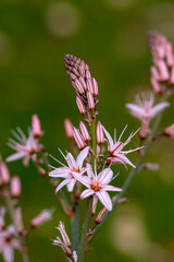 Close up beautiful shot of flower