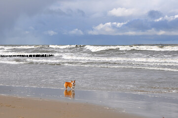 Spring landscape of the Baltic Sea in early March 2021. The owner walks with a Welsh Corgi dog on the beach.