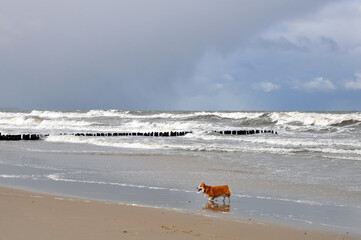 Spring landscape of the Baltic Sea in early March 2021. The owner walks with a Welsh Corgi dog on the beach.