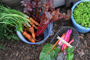 Basket and buckets with freshly picked carrots, chard, beetroots and parsley