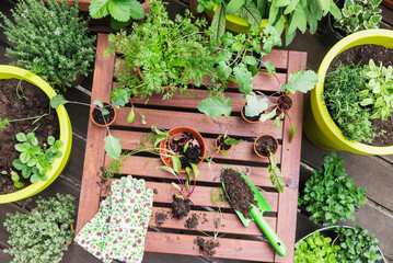 Assorted potted plants and gardening tools on balcony