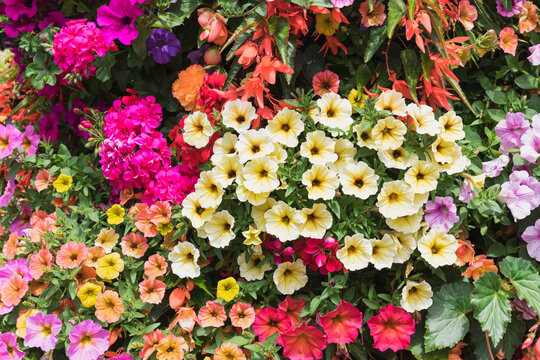 Close up of colorful summer flowers petunia, begonia, geranium
