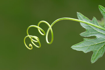 Tendrils of plants by taking very close up shots
