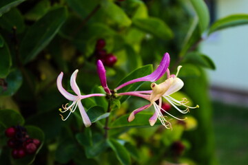 Honeysuckle flower. Close up of honeysuckle flowers (Lonicera periclymenum) against a green leaf...