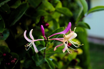 Honeysuckle flower. Close up of honeysuckle flowers (Lonicera periclymenum) against a green leaf background.