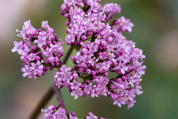 Close up beautiful shot of flower